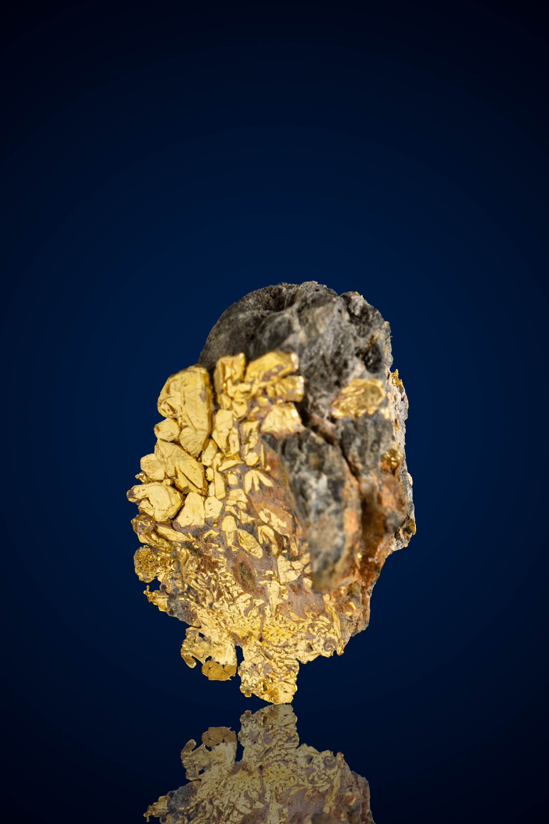 (image for) Brilliant, Dramatic Natural Gold Specimen with Rock - Farncomb Hill, CO - 3.77 grams